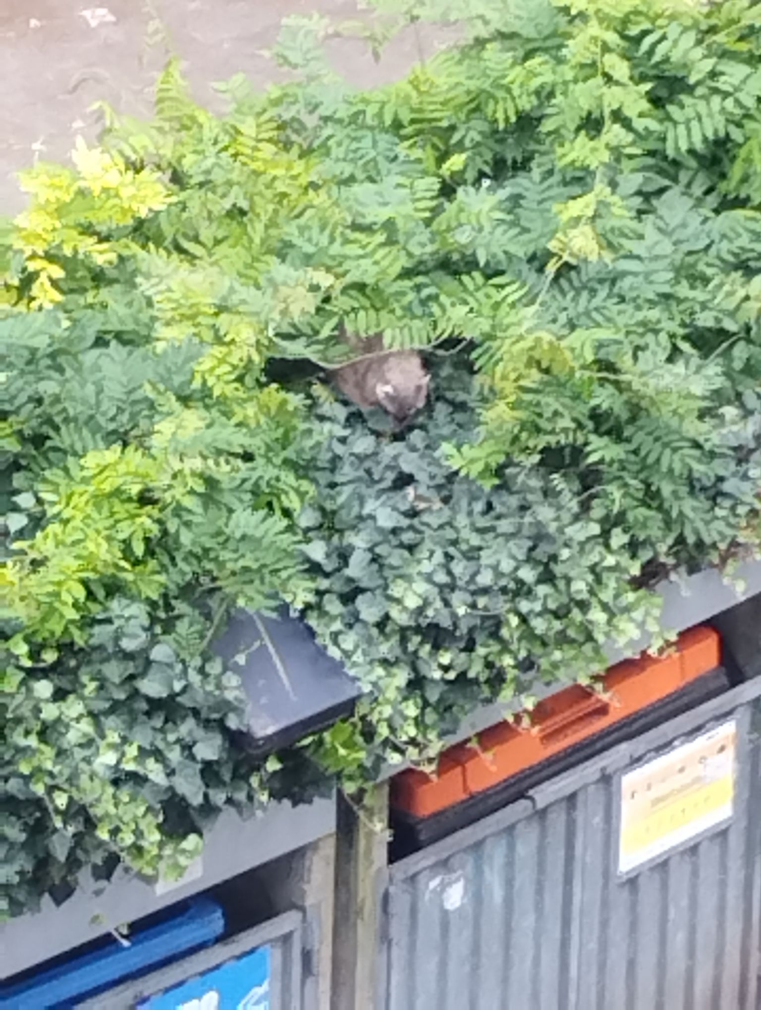 Waschbär