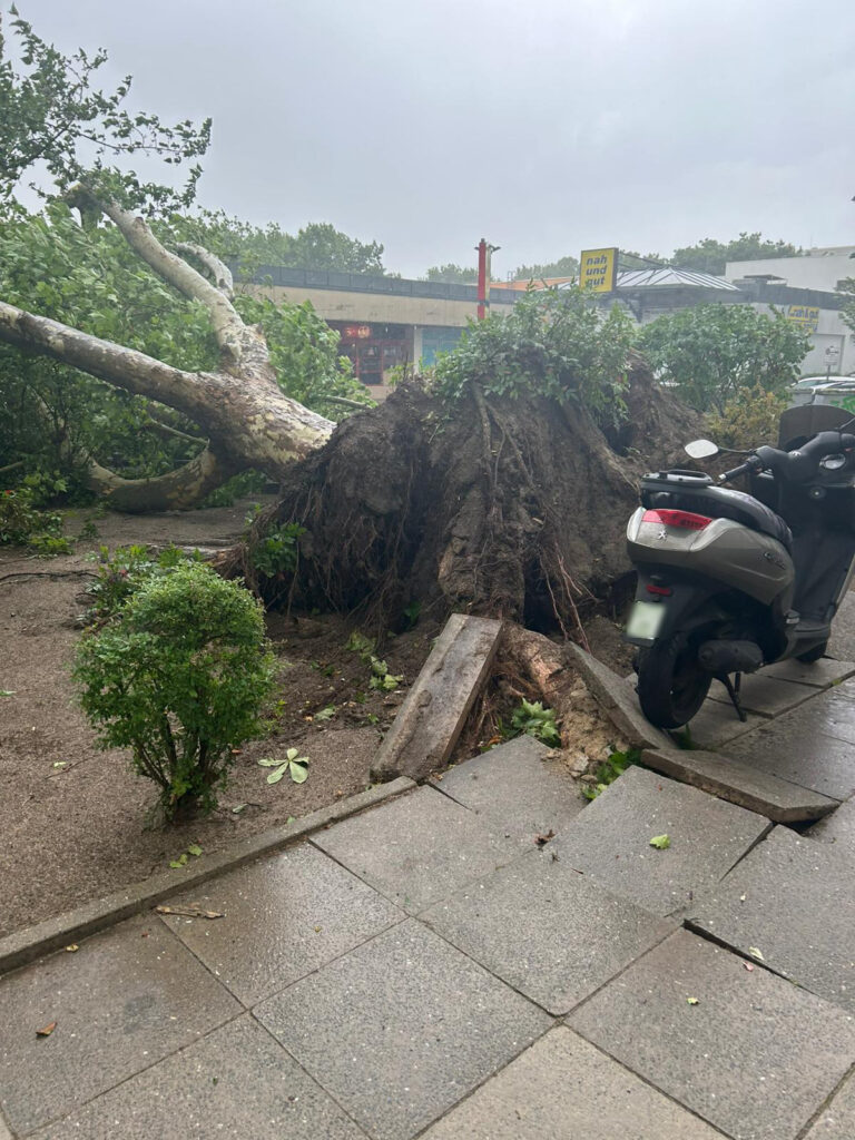 meldung baum sturm