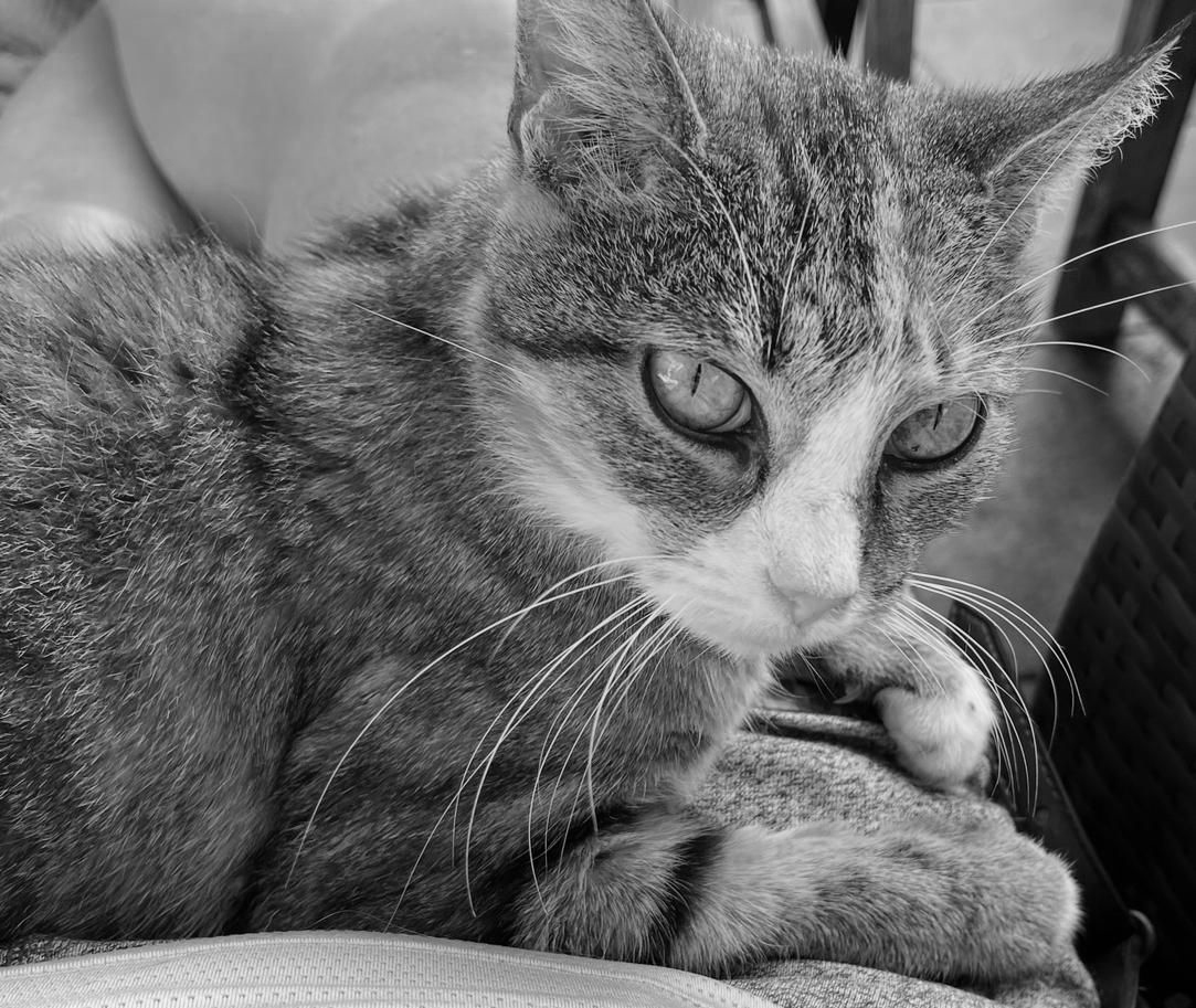 katze zoe