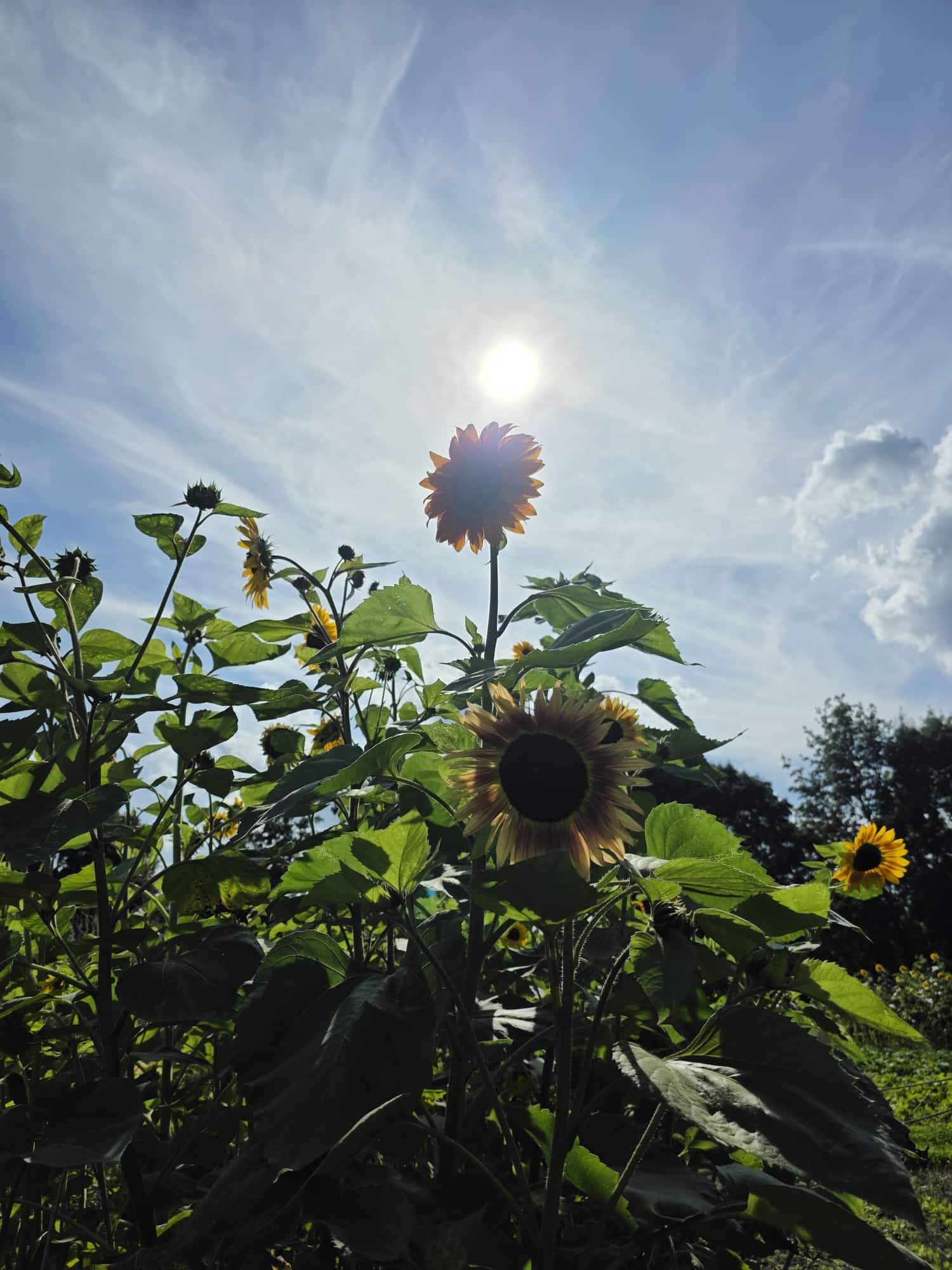 hitze beitrag karin