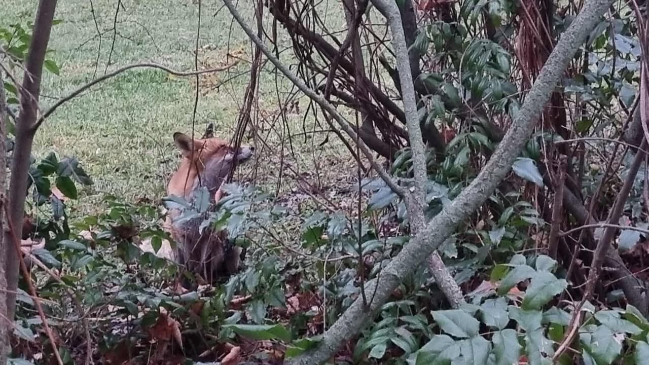 589481677_1558503548513042_5486664004304289148_n fuchs