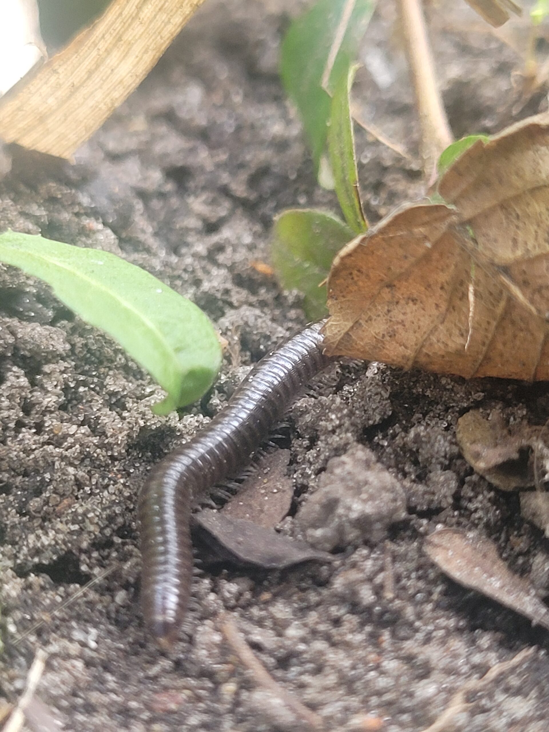 insekten und kleintiere
