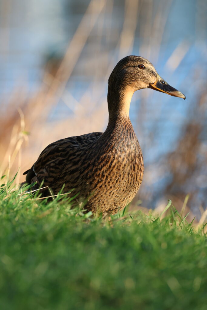 vögel