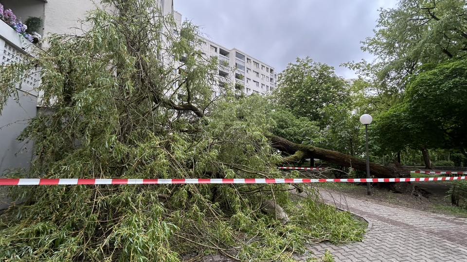 regen bäume