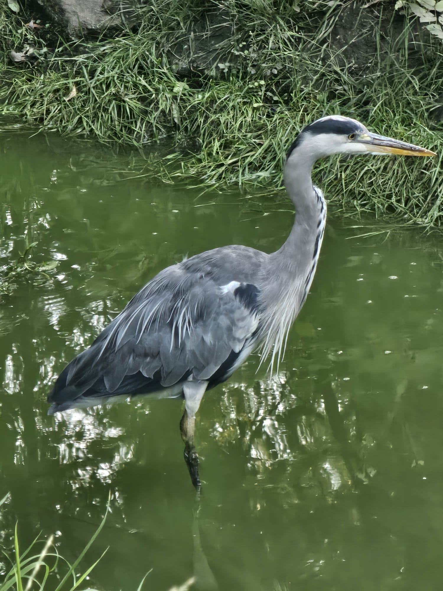 vögel