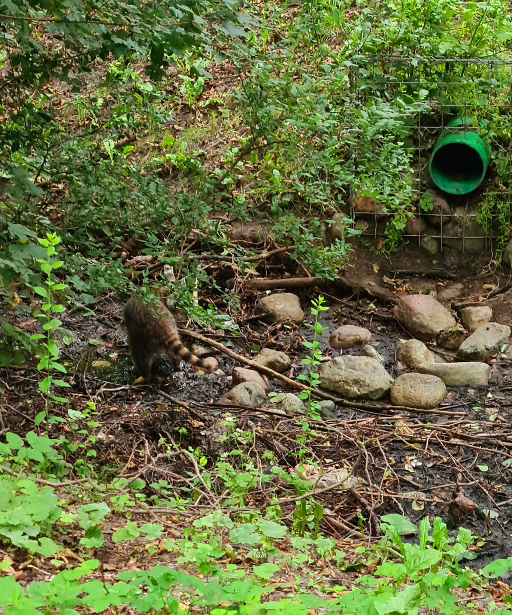 waschbär