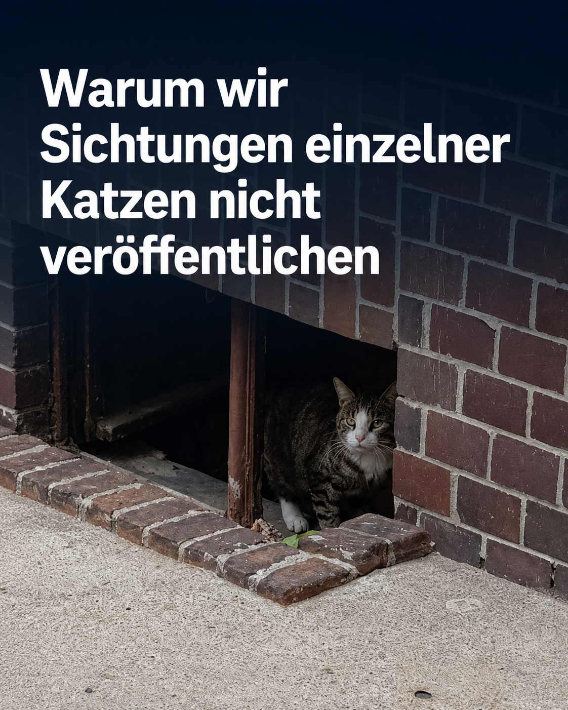 a90c62c5-9ff9-45cb-bd60-1c5e2001292b katzensichtung