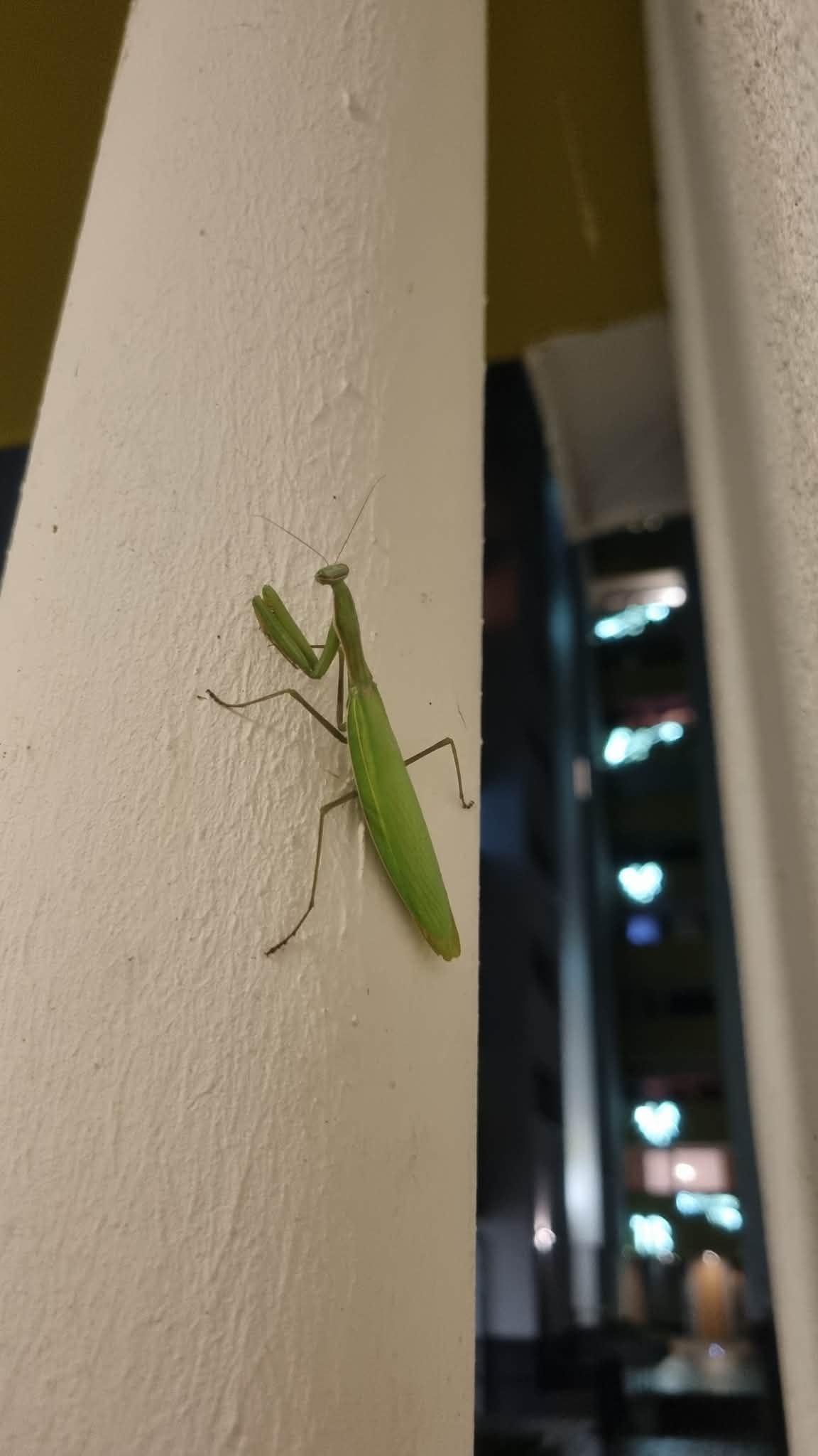insekten