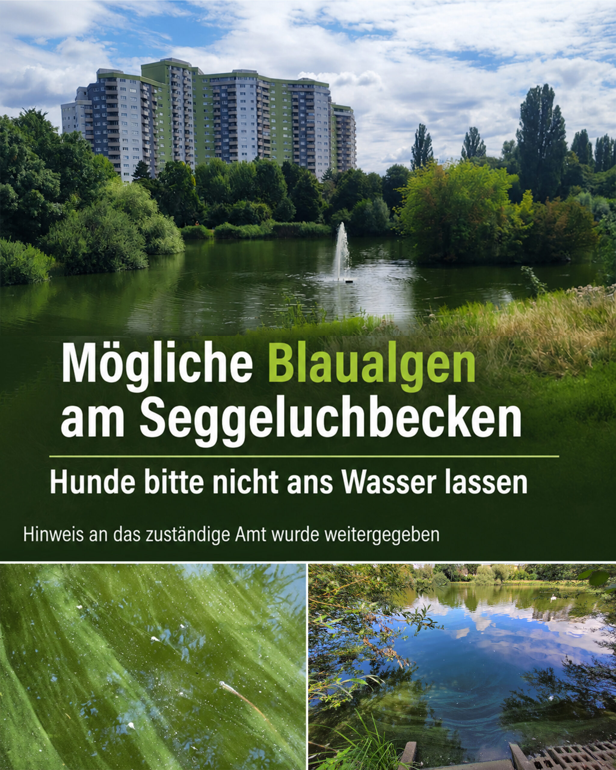wasser hund blaualgen