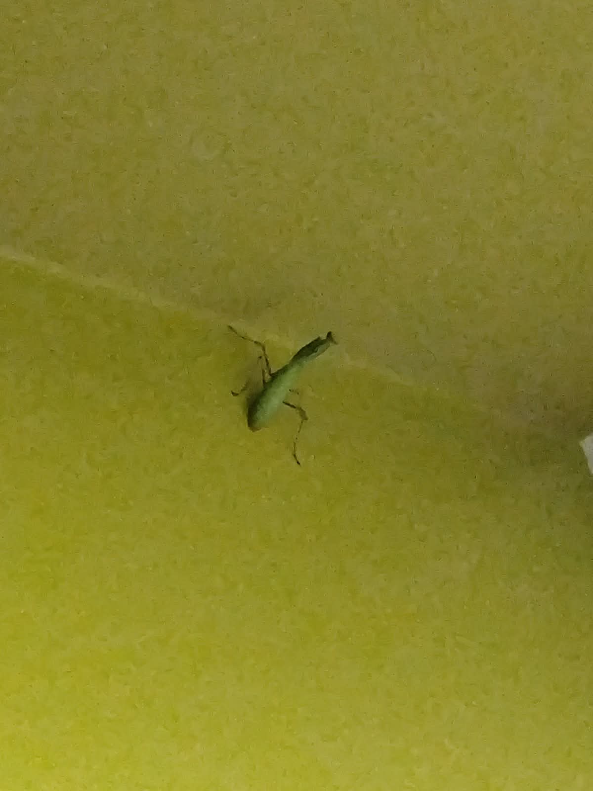 insekten