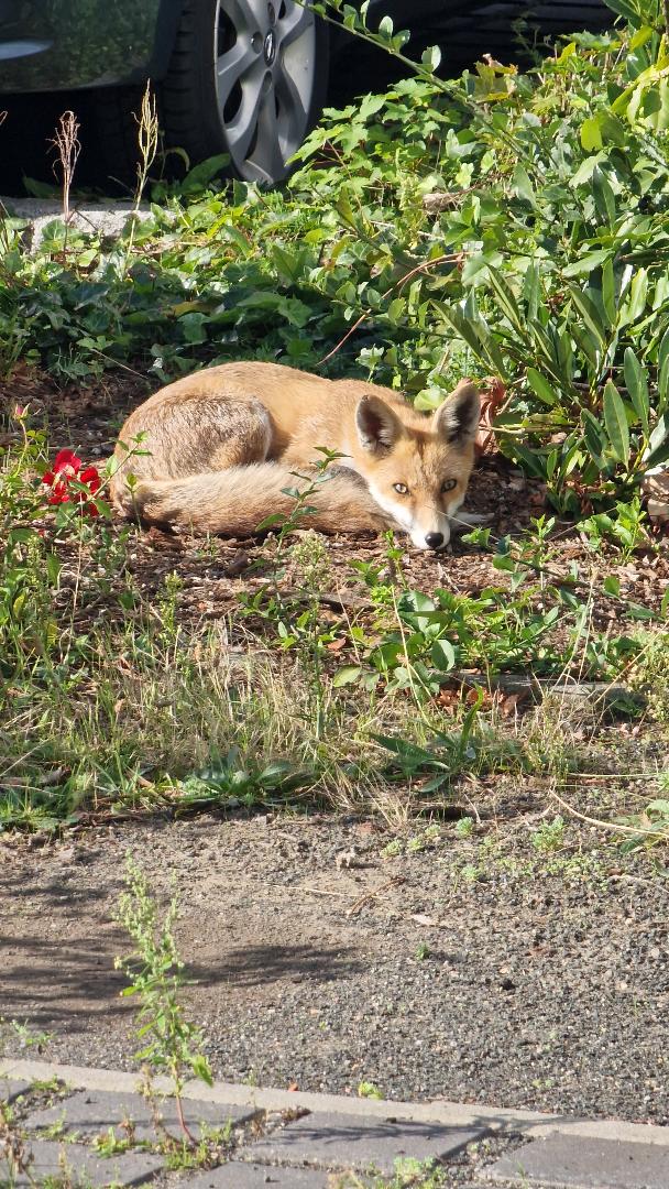 fuchs