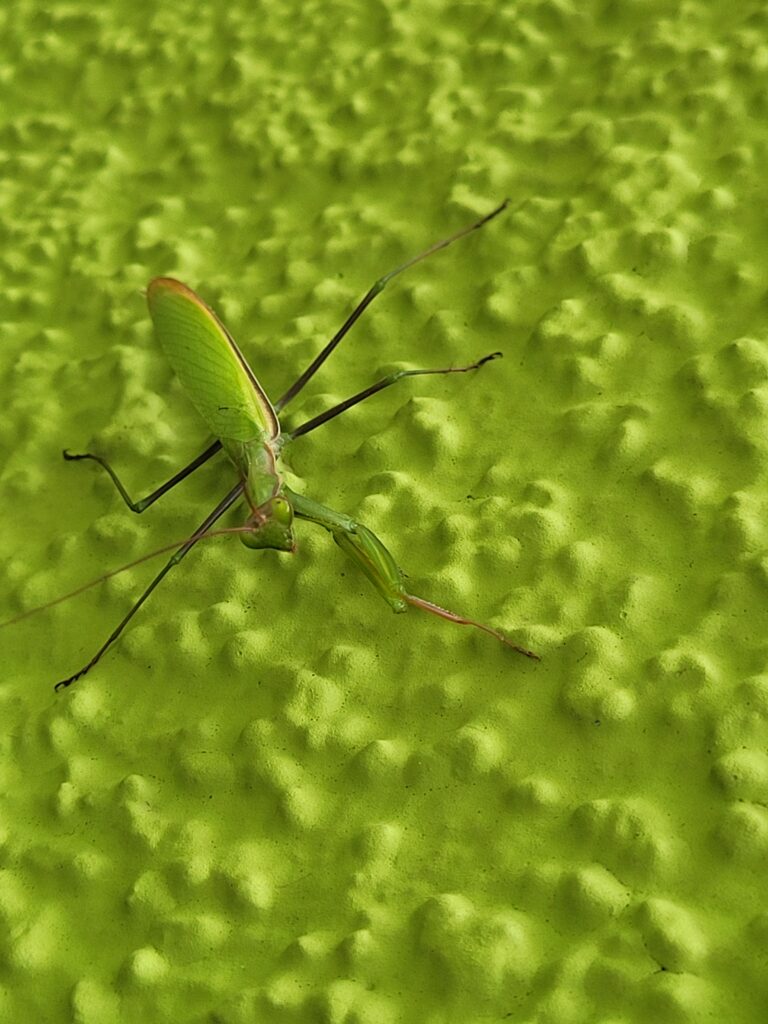 insekten