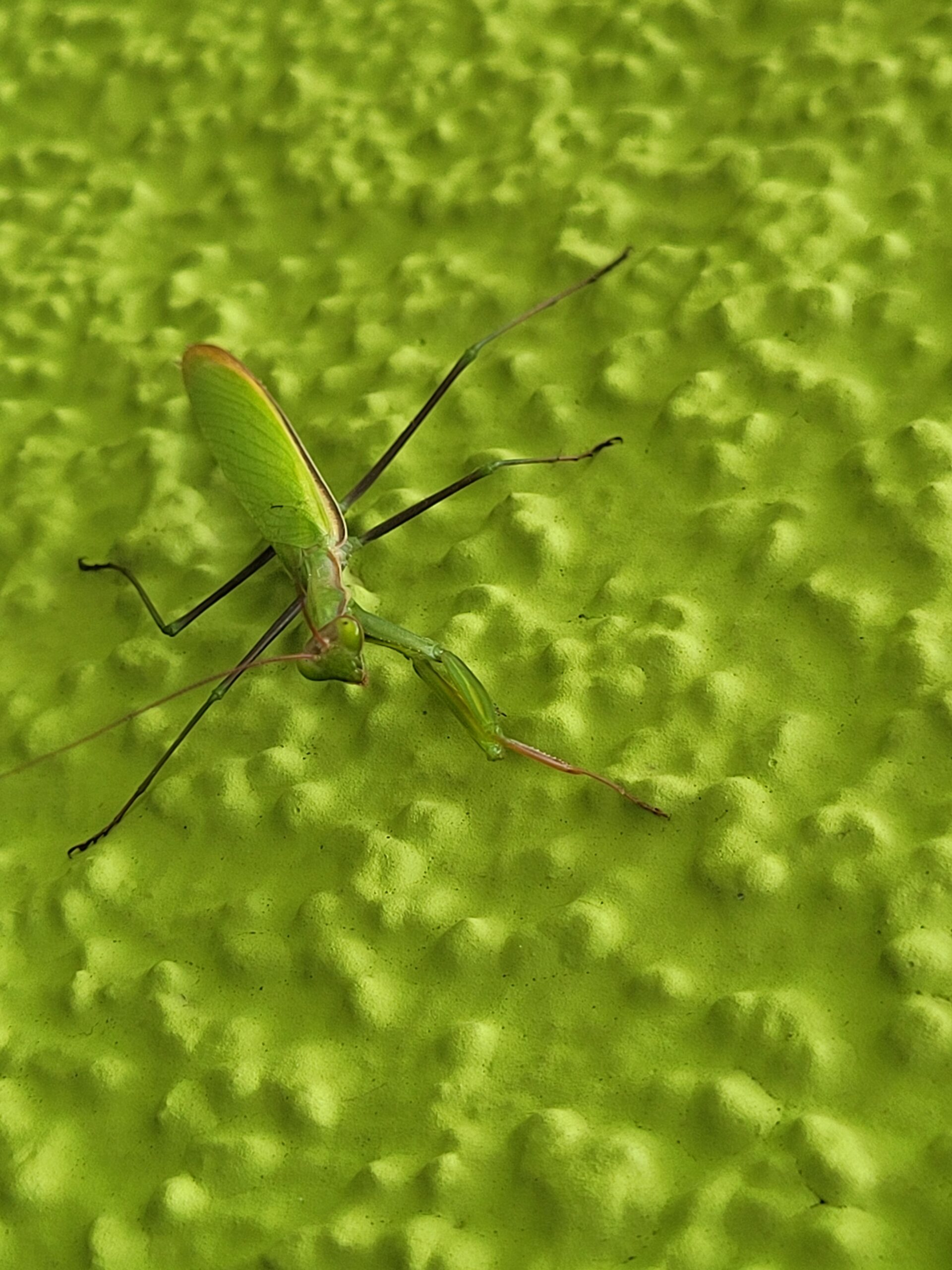 insekten