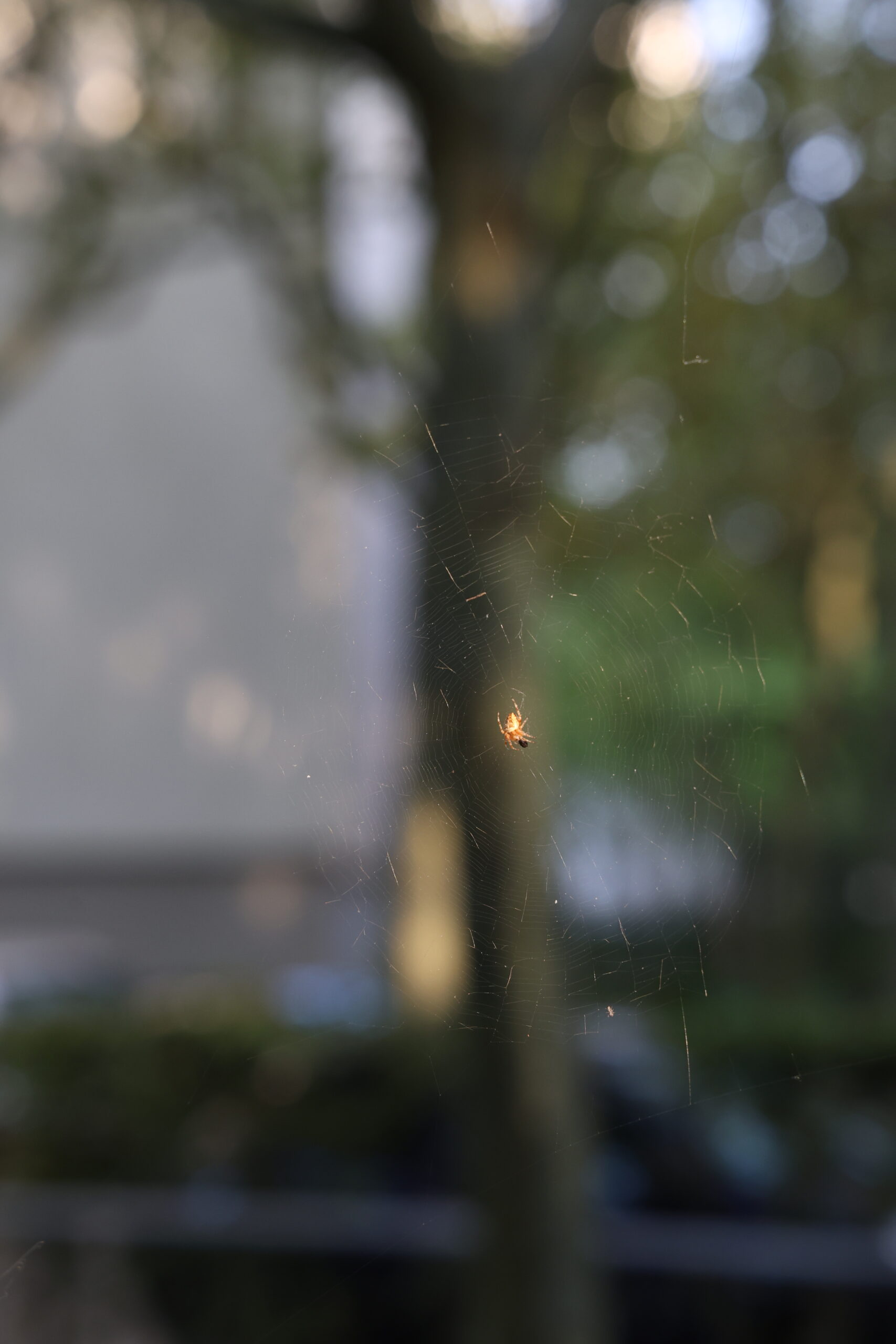 insekten