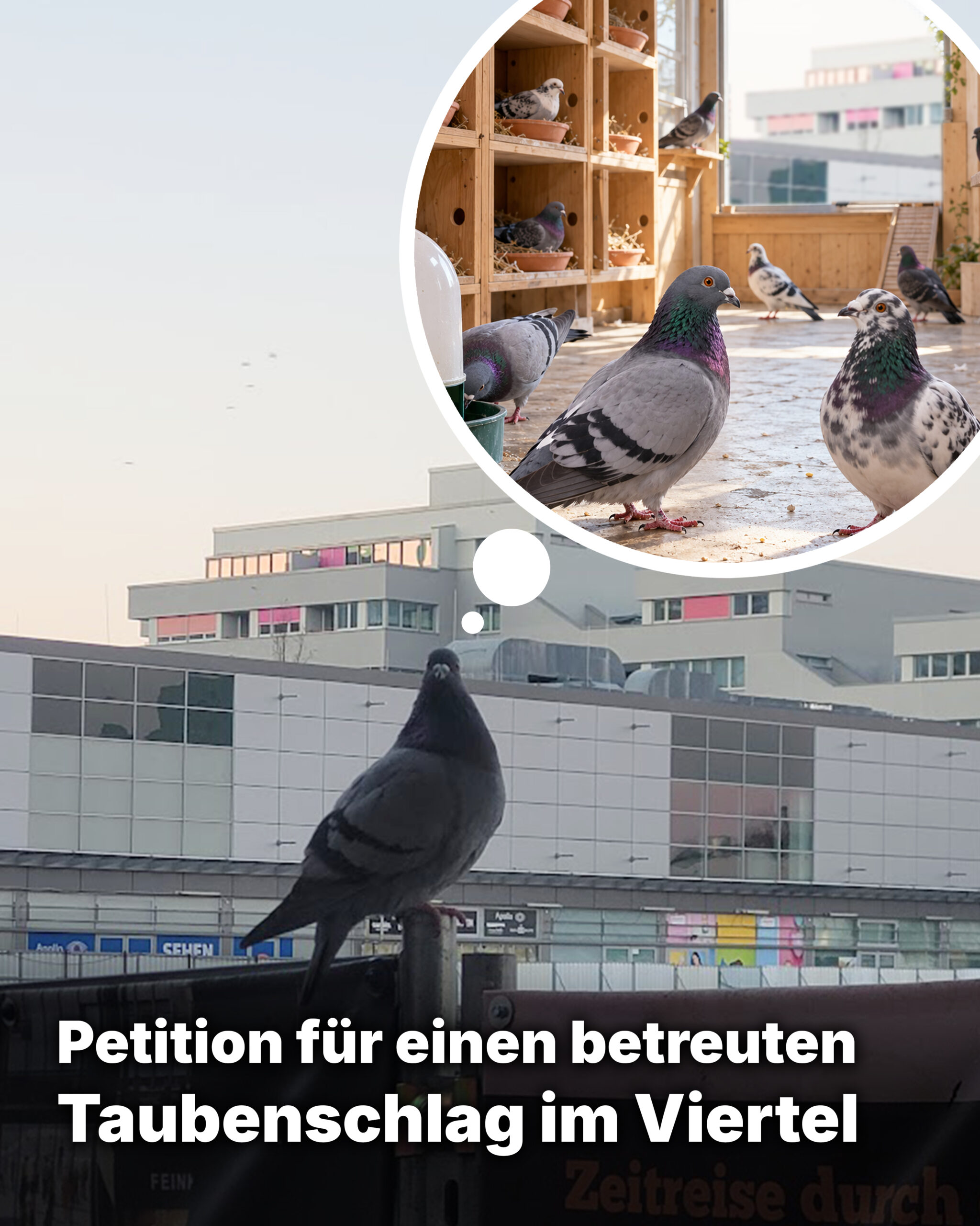 petition tauben
