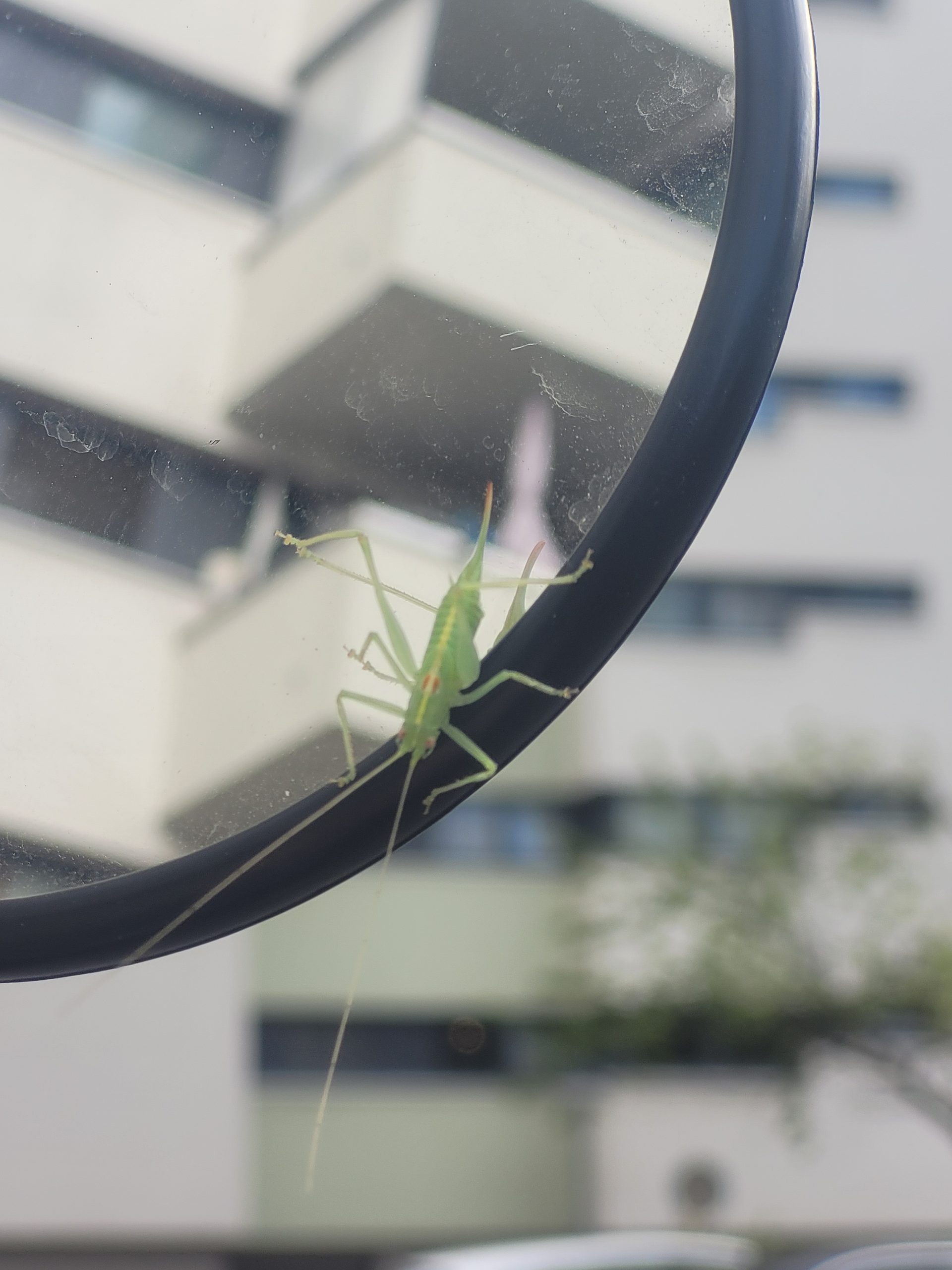 insekten