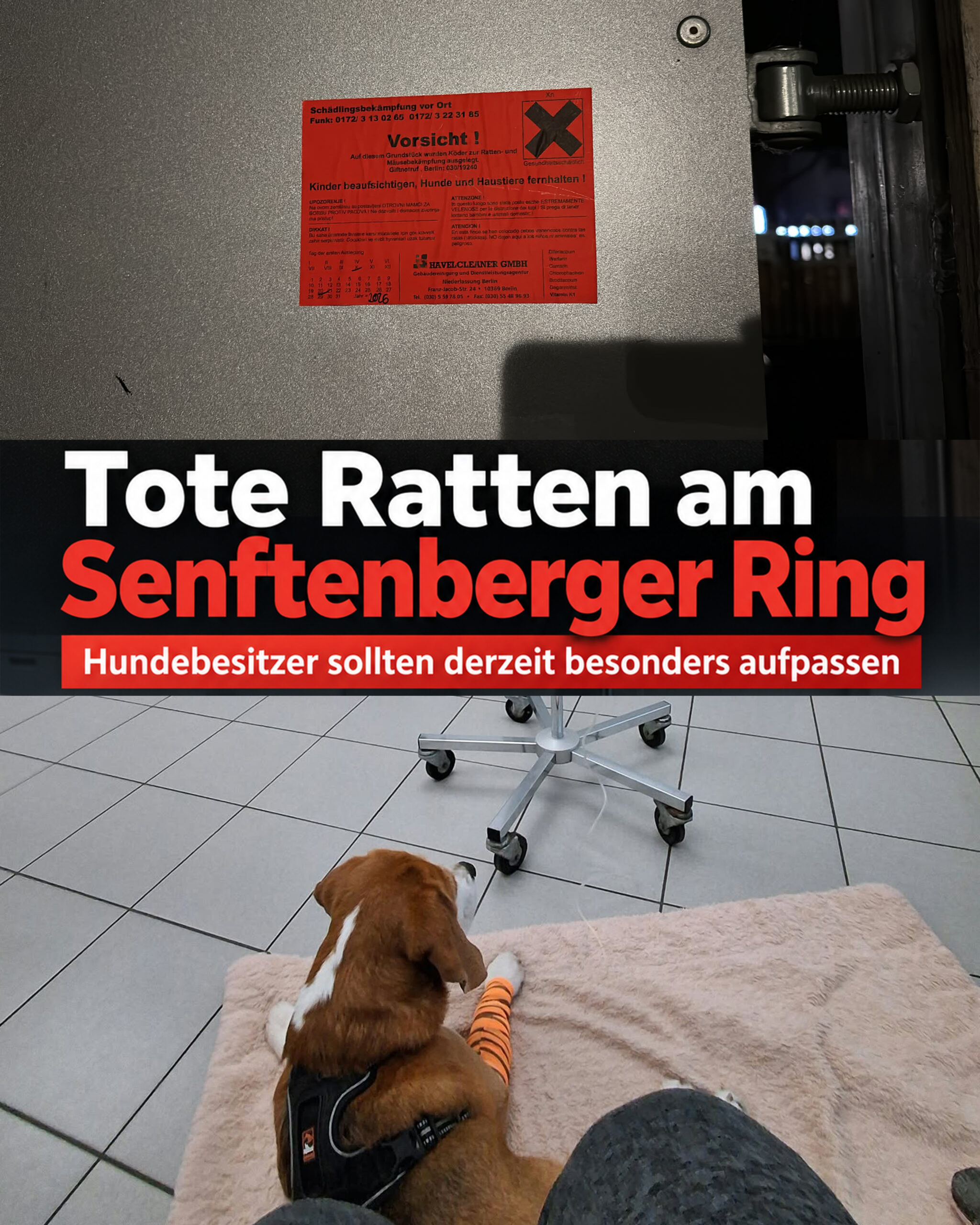 tote ratten